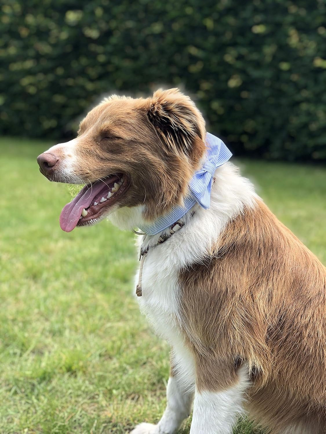 Soft Cotton Bowtie Cat Collar with Adjustable Fit and Durable D-Ring – Comfortable Fashion Collar for Cats and Small Pets