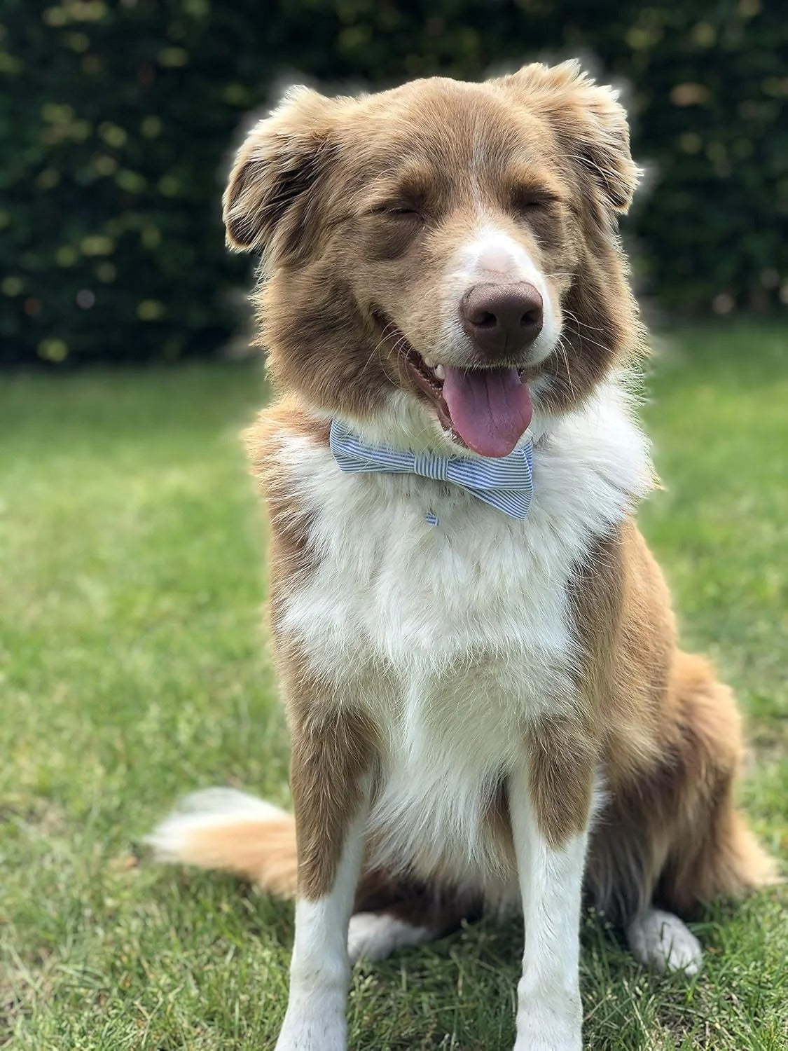 Soft Cotton Bowtie Cat Collar with Adjustable Fit and Durable D-Ring – Comfortable Fashion Collar for Cats and Small Pets